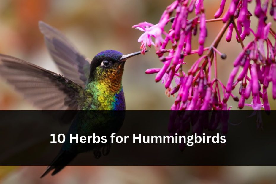 10 Herbs for Hummingbirds