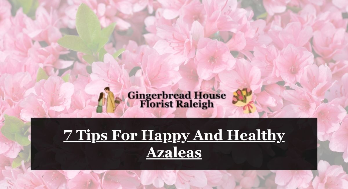7 Tips For Happy And Healthy Azaleas